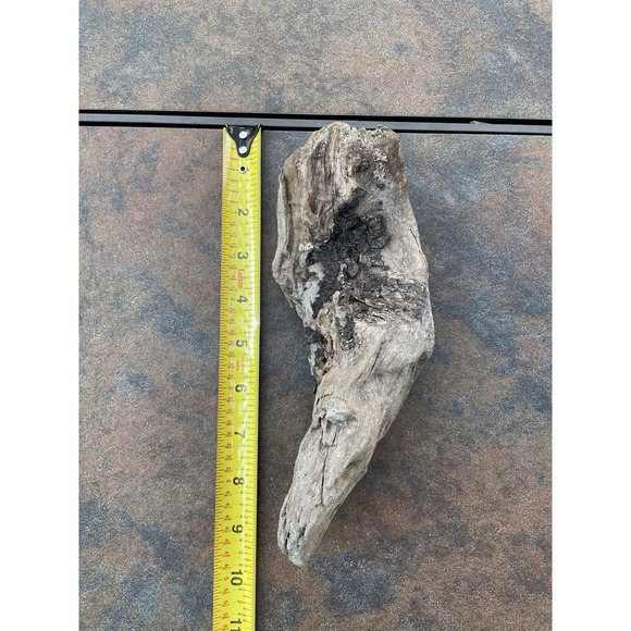 Natural Driftwood for Plants Terrarium Taxidermy Art Projects - Picture 3 of 5